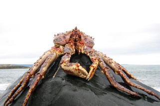 Giant+alaskan+king+crab
