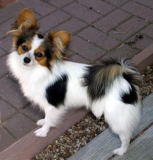 Toy Dogs And Some Types