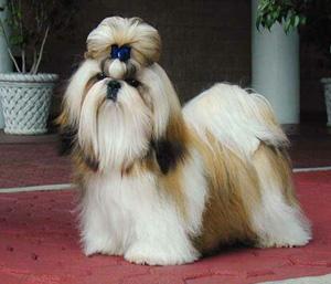 what type of coat does a shih tzu dogs and some types what type of coat does a shih tzu dogs and some types