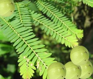 Amla Flower