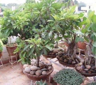 Bonsai Plants on 150151 19184 Bonsai Plants Jpg