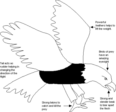 A simple diagram of an eagle.
