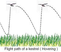 Flight path of kestrel ( Hovering ).