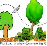 Flight path of a hawk ( Low-level flight)