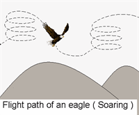 Flight path of an eagle
