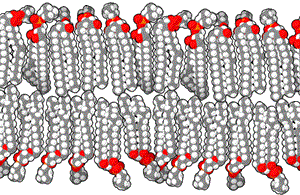 Lipid Bilayer Model