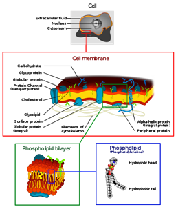 Fluid Mosaic Model