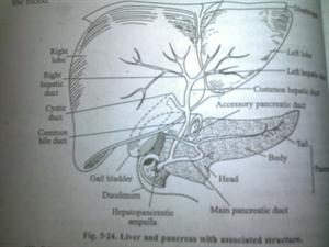 structure of Liver