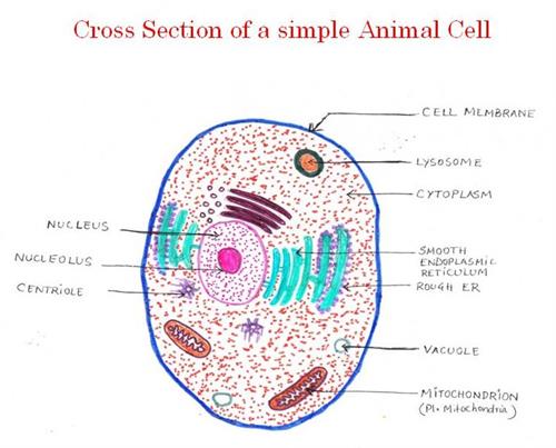 Cell theory   wikipedia