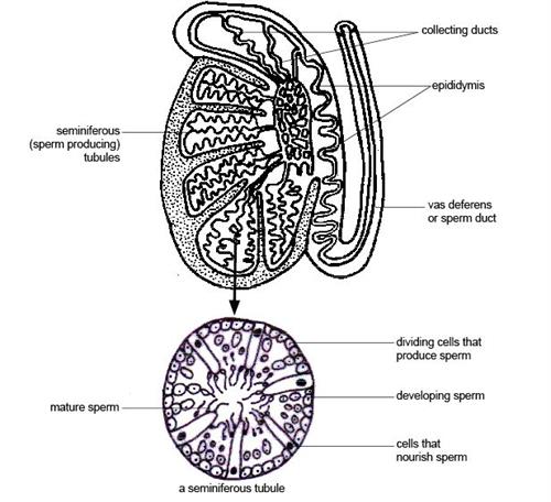 analysis of testicular histological structure in lambs This study was designed to evaluate the effectiveness of a luteinizing hormone releasing hormone (lhrh) fusion protein immunization on reproductive traits in ram lambs including the changes in histology and ultrasonographic appearance of testis. analysis of testicular histological structure in lambs This study was designed to evaluate the effectiveness of a luteinizing hormone releasing hormone (lhrh) fusion protein immunization on reproductive traits in ram lambs including the changes in histology and ultrasonographic appearance of testis.