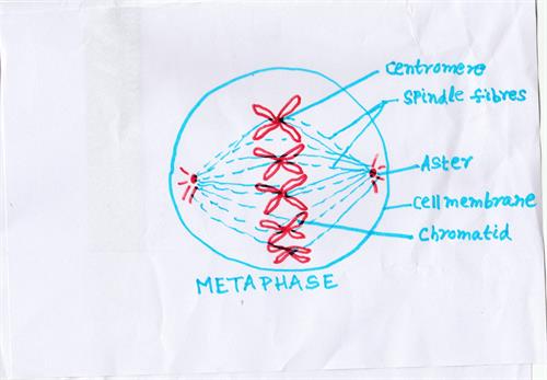 Metaphase Stage with 5 chromosomes