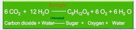 Photosynthesis overall balanced chemical reaction