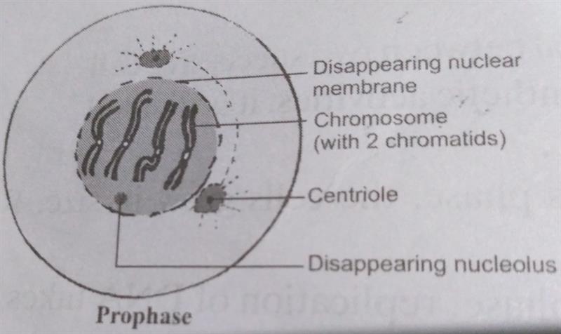 Prophase Stage of Mitosis