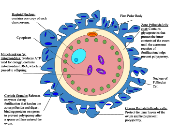 ovum