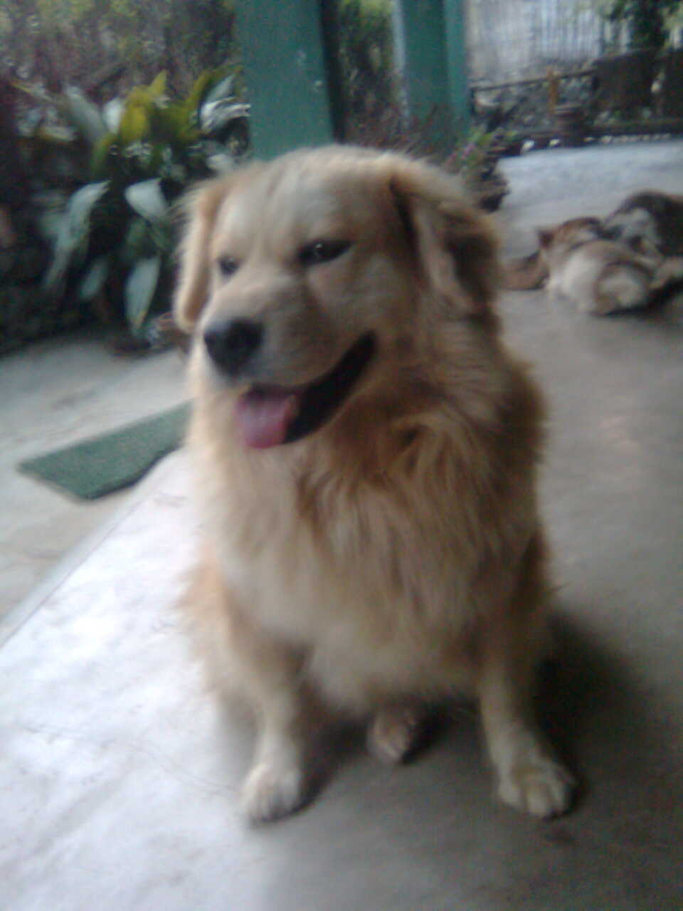 parvo in dogs parvovirus infection in parvo in dogs parvovirus infection in