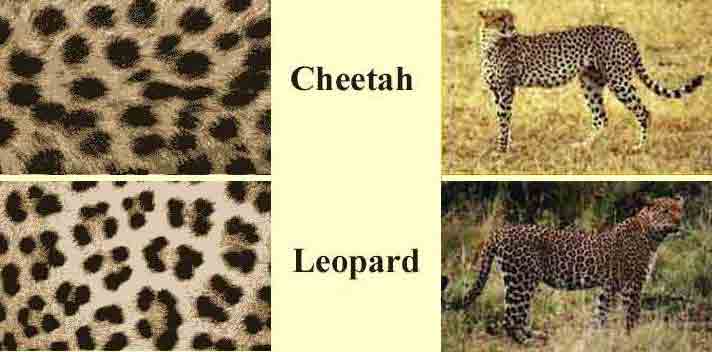 Difference between Cheetah and Leopard