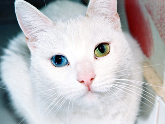 Heterochromia in Cat
