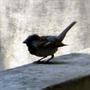 Sparrow