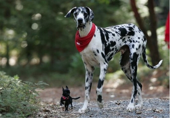 jagdeep1984__big-dog-small%5B1%5D.jpg