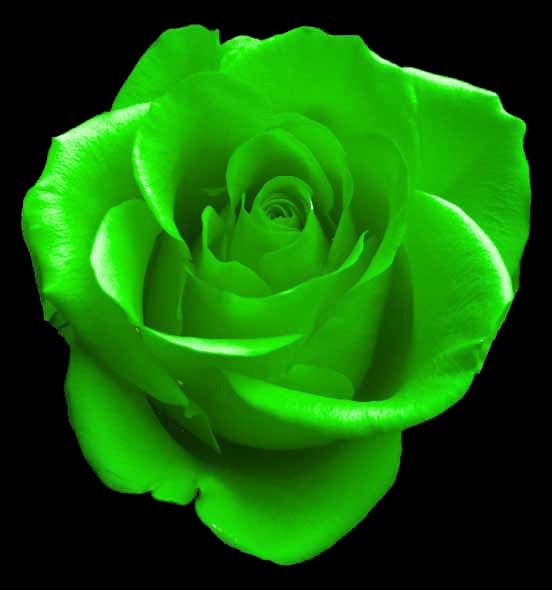 green rose clip art - photo #6