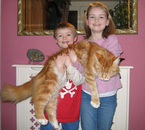 http://www.indiastudychannel.com/pictures/gallery/kollanarendra__maine-coon.jpeg