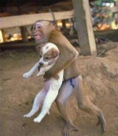 نقره لعرض الصورة في صفحة مستقلة