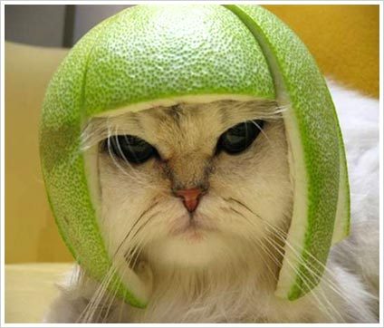 pictures of funny cats. Animals,random funny cats aka