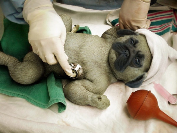 newborn baby pugs pug new born baby newborn baby pugs pug new born baby