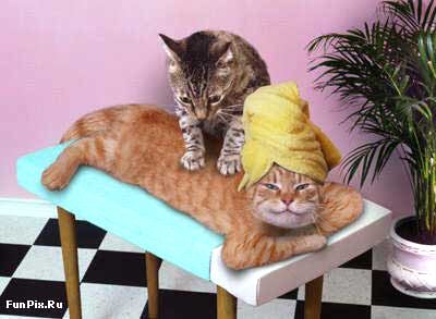praveen021__cats-body-massage.jpg