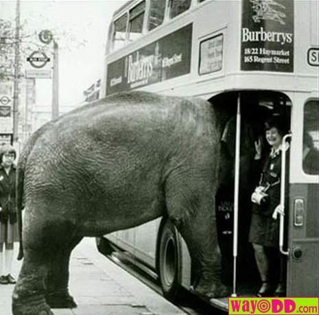 funny elephant report